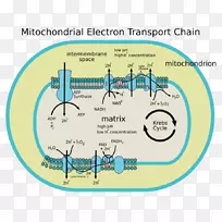 电子运输链线粒体细胞色素c氧化酶氧化磷酸化