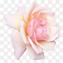 玫瑰粉红色花朵水百合-玫瑰
