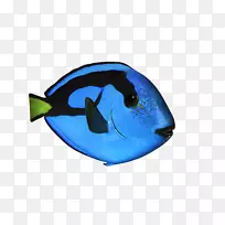 海洋生物海豚微软蔚蓝鱼-海豚