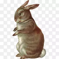 国内兔画剪贴画-Conejos