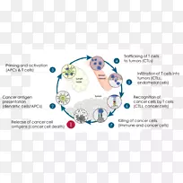 癌症免疫学免疫系统癌细胞免疫周期卡通癌细胞图谱