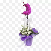 花盆哭泣无花果花