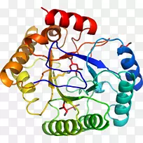 生物人类行为ns1流感蛋白剪贴画线