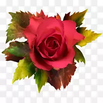 花园玫瑰，卷心菜，玫瑰剪辑艺术-秋季玫瑰