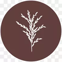 稻叶圆草原-水稻种子