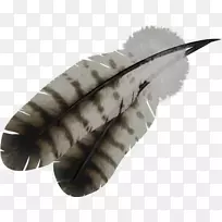羽毛桌面壁纸鸟-羽毛土生土长