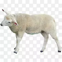 绵羊，牛，山羊，野生动物，陆生动物-绵羊