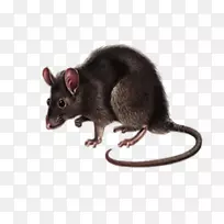 睡鼠沙鼠计算机鼠标-小鼠