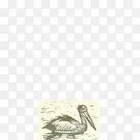 鹅水鸟-水色鹈鹕