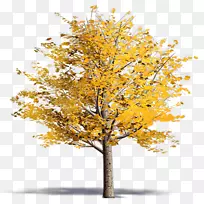杨梅枝条，银杏树科-白杨(Acer Platanoides)