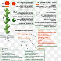 C型凝集素内皮学吞噬细胞甘露糖