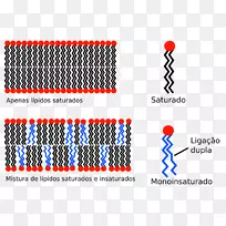 生物膜细胞膜疏水脂双层植物