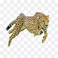 猎豹保育基金猫科画-猎豹