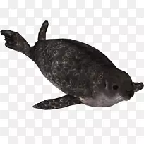 海港海豹海龟针状陆生动物-海豹