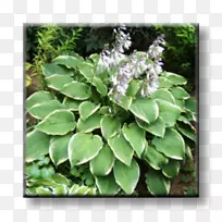 蓝车前草-百合花草本植物多年生植物财富的纺锤体