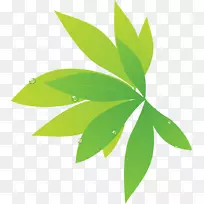 叶摄影植物茎叶