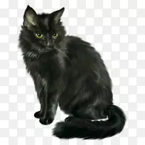 黑猫，马来西亚黑猫，亚细亚半长毛挪威森林猫-小猫