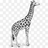 白色长颈鹿绘画剪辑艺术长颈鹿
