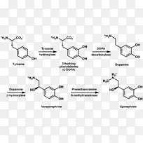 酪氨酸羟化酶代谢苯丙氨酸多巴胺代谢