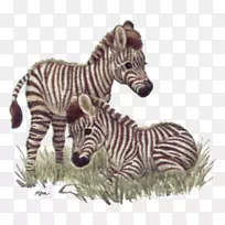 长颈鹿宝宝老虎宝宝丛林动物-斑马宝宝
