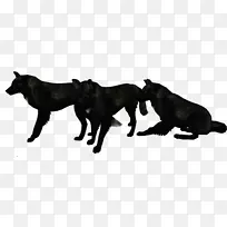 北极野狼-黑狼