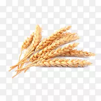 谷物砧木摄影普通小麦穗