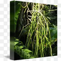 草本植物-香草豆