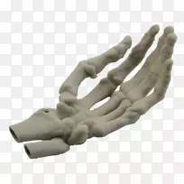 手模型指人体骨骼-手