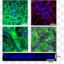 静电纺丝三维细胞培养染色共聚焦显微镜显微癌细胞动画