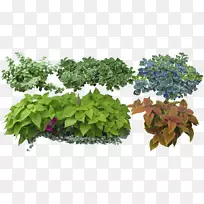 灌木草本植物和花卉：植物、生长、食用于园林树木上。