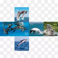 Wholphin斑点海豚v-cube 7-冬季海报装饰品牌