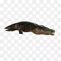 尼罗河鳄鱼，美洲鳄鱼，陆生动物-鳄鱼