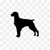 犬种切萨皮克湾猎犬运动团体伙伴狗-小狗
