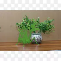 室内植物花盆草药-螳螂