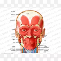 颈部前三角肌肉、头部及颈部解剖人体
