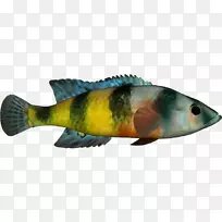 鲈鱼动物群海洋生物鱼类