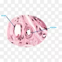 小动脉循环系统毛细血管静脉-动脉