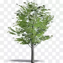 绘画树-树