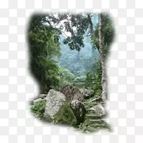 菲律宾雨林景观植被丛林-丛林