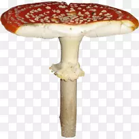 蘑菇2403(عدد)2404(عدد)真菌-蘑菇