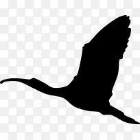 鸟喙红朱比斯剪贴画-罗德里格斯的纸牌鸟