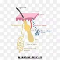 汗腺顶分泌皮脂腺球