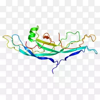 cgb 2人绒毛膜促性腺激素蛋白亚单位基因