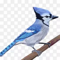 蓝鸟钴蓝羽喙-羽毛