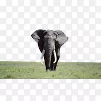 台式机壁纸Elephantidae高清电视笔记本印度象膝上型电脑