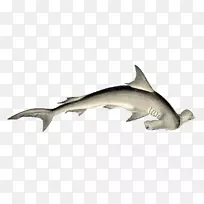 鲨鱼网平锤头扇形锤头蓝鲨
