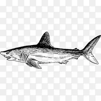 虎鲨鳞状鲨鱼海洋海洋生物-食肉鱼