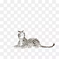 胡须猫美洲狮陆生动物白猫