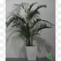 亚洲棕榈花盆枣椰子房植物-枣棕榈