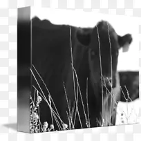 牛犊牛群包装纸-牛肉卷